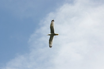 seagulls flying in the sky 