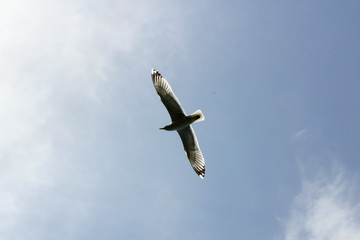 seagulls flying in the sky 