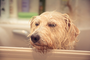 Cute little terrier dog having bath at home - Dog care - Wet puppy with sad face portrait - Pet caring