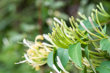 Fototapeta na wymiar Wild Chinese herbal medicine honeysuckle in the forest