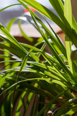 Fresh green grass with water drops closeup. Nature Background