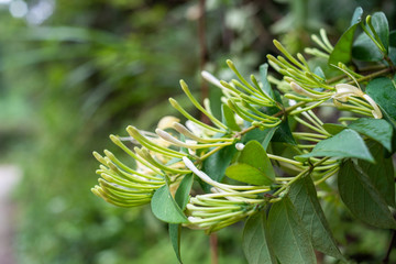 Naklejka na ściany i meble Wild Chinese herbal medicine honeysuckle in the forest