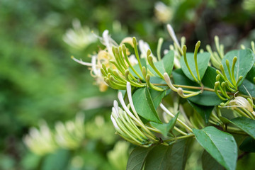 Wild Chinese herbal medicine honeysuckle in the forest