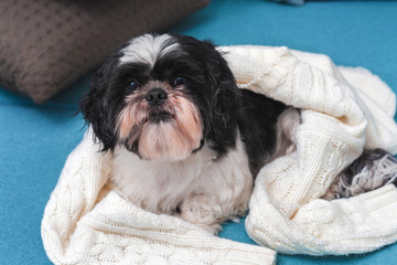 Funny cute dog is sitting at home on the couch. Shih-tzu breed, after the groomer. pet