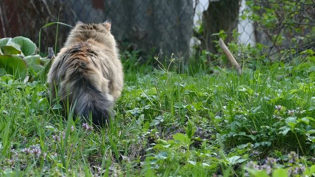 Cat on the hunt on green grass from the back