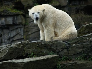 Eisbär