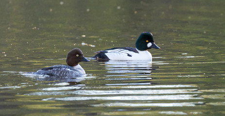 Goldeneye (duck)