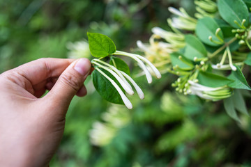 Picking wild honeysuckle in the forest