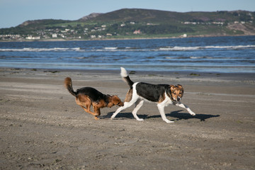 dogs playing on the beach