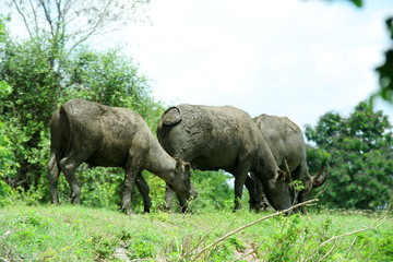 Dirty clay Thai buffalo are eating grass on mound and blur tree background with white sky in Thailand. 