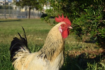 Serama - Gallus gallus domesticus in parco di monte Claro, Cagliari