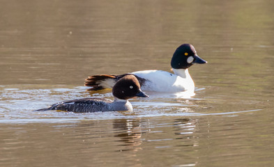 Goldeneye (duck)