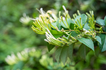 Wild Chinese herbal medicine honeysuckle in the forest