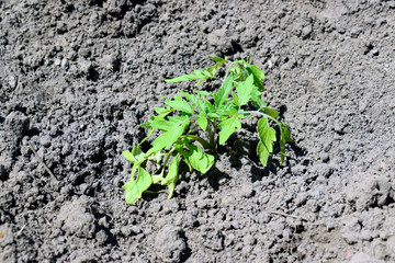 Small tomato bush in the open ground.