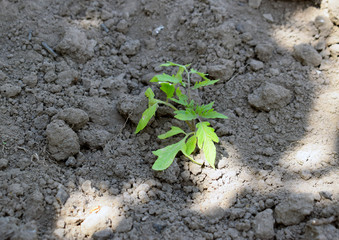 Small tomato bush in the open ground.