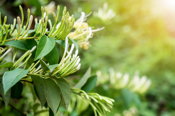 Wild Chinese herbal medicine honeysuckle in the forest