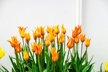 Bunch of orange tulips in Amsterdam, Netherlands