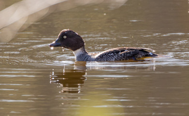 Goldeneye (duck)