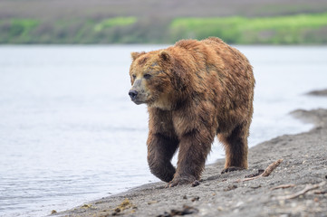Fototapeta premium Ruling the landscape, brown bears of Kamchatka (Ursus arctos beringianus)
