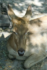 Light brown hair deer is lying down on ground, sun light on body Thai deer.