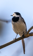 Pied Wagtail / White Wagtail