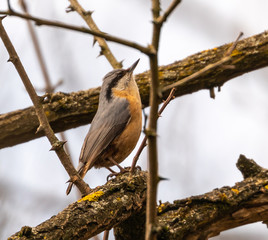 Eurasian Nuthatch