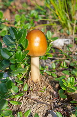 The saffron Float mushroom (Lat. Amanita crocea) grows in the forest