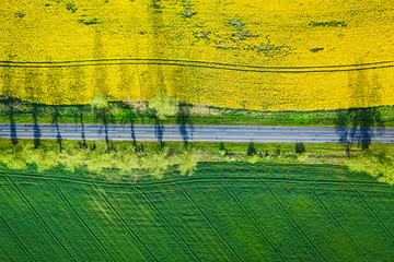 Yellow and green rape fields in Poland, view from drone