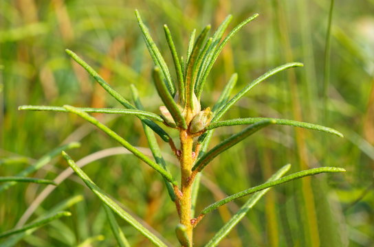 close up of a green grass