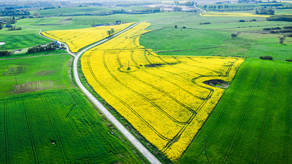 Flying above yellow and green rape fields in spring