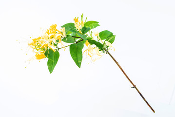 Wild honeysuckle blooming on white background