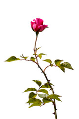 Isolated rose flower with a white background