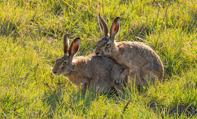 Brown Hares mating, spring time