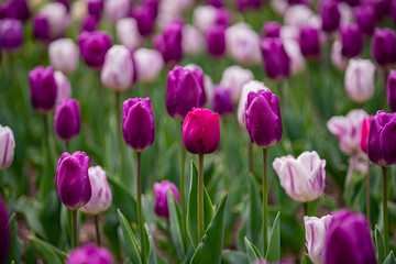 tulip on a tulip field