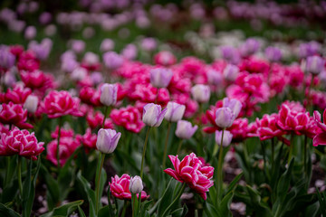 Obraz premium tulip on a tulip field