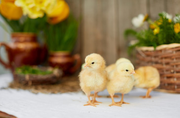 A few yellow chicks in the nest near the flower composition. Easter table decoration.