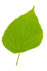 leaf of linden tree isolated