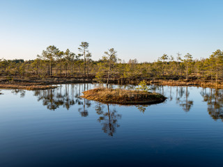 Obraz premium Nice landscape with evening and sunset over the bog lake, crystal clear lake and peat island in the lake and bog vegetation, bog pine in the background.