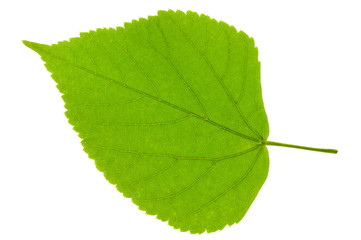 Fototapeta premium leaf of linden tree isolated