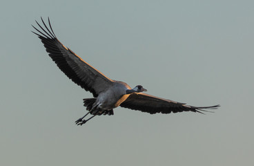 Common Cranes in flight
