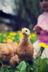 Chicken looks into the camera. Small hen in grass full of dandelions. Unfeathered poultry. Young chicken from farm. Bio breeding without cages.