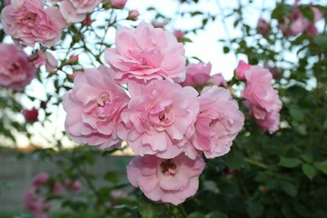 
fragrant roses bloomed in spring