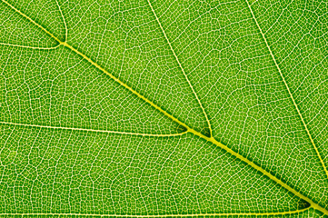 Fototapeta na wymiar leaf of beech tree isolated