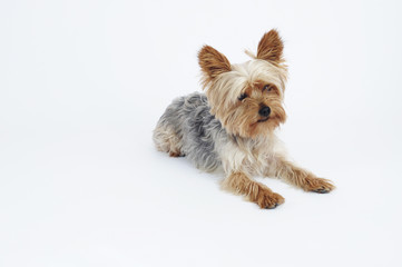 Perro Yorkshire Terrier tumbado mirando a cámara sobre fondo blanco