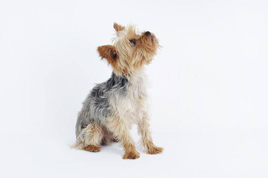 Yorkshire Terrier de perfil mirando hac&iacute;a arriba