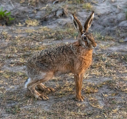 Brown Hare / European Hare