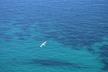 Seagull flying over the sea Sella del diavolo Cagliari