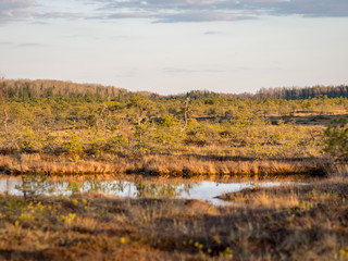 Swamp overgrown with trees and reeds, swamp lake at sunset, swamp vegetation in the foreground