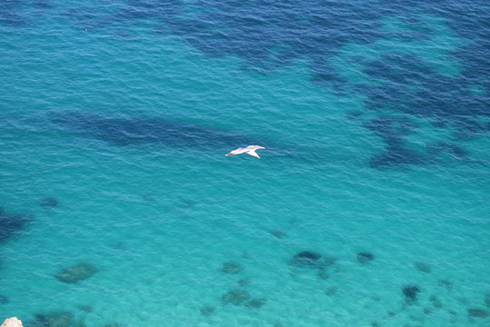 Seagull flying over the sea Sella del diavolo Cagliari