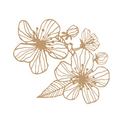 Apple tree flowers. Gold and white leaves and brunch. Luxury vintage hand drawn engraving vector.